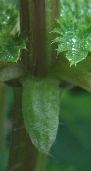 Urtica membranacea